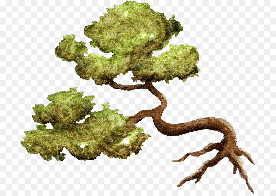 árbol Flotante，Raíces PNG