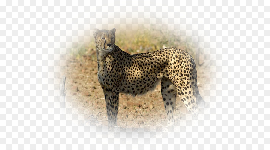 Cheetah，Leopard PNG