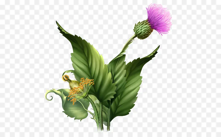 Flor De Cardo，Naturaleza PNG