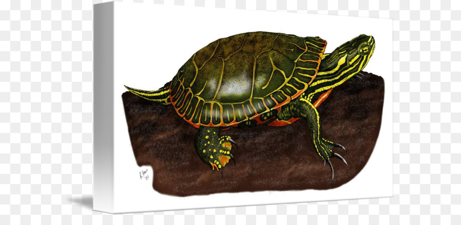 Las Tortugas De Caja，Tortuga PNG