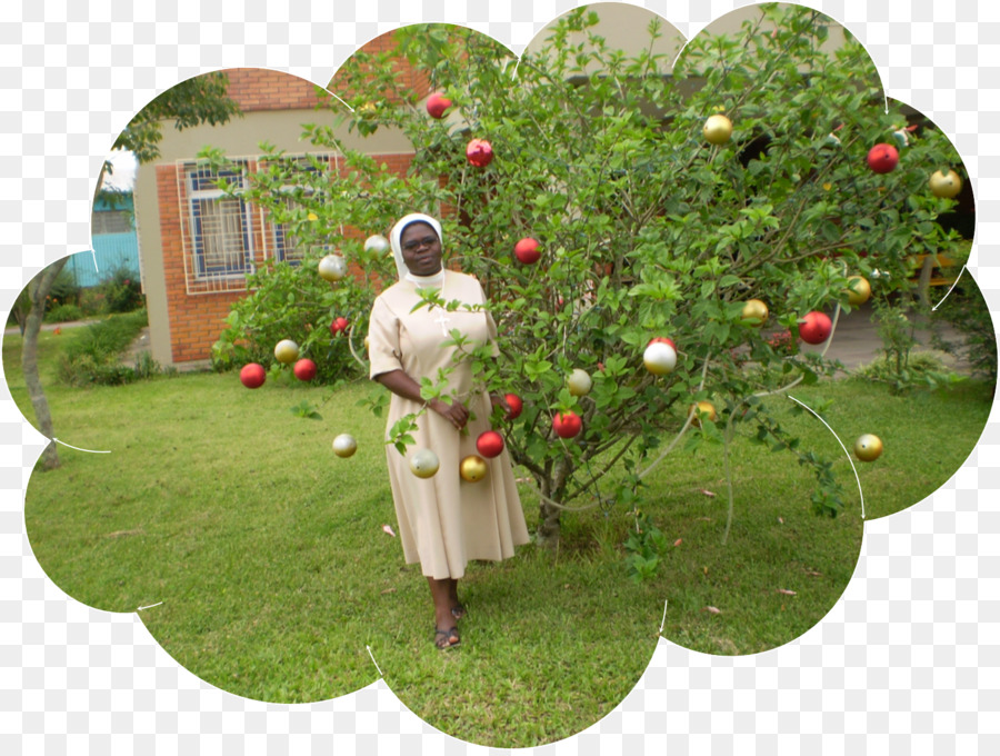 árbol，Jardín PNG