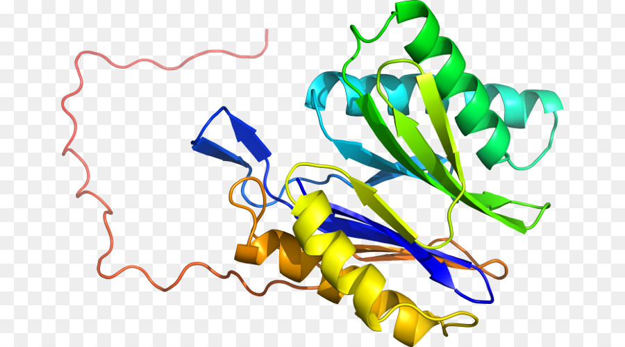 Estructura Proteica，Molécula PNG
