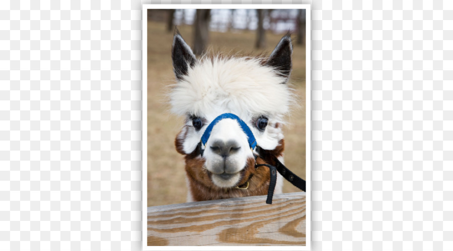 Llama，Alpaca PNG