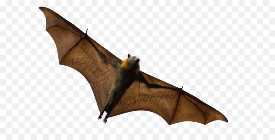 Bat，Los Murciélagos Que Comen Frutas PNG