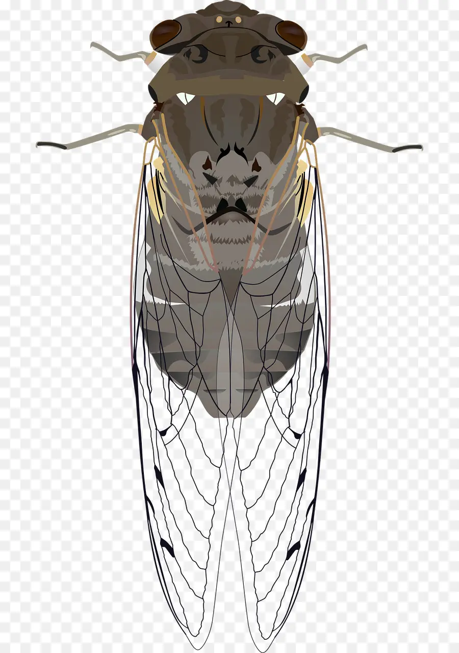 Cicadoidea，Los Insectos PNG