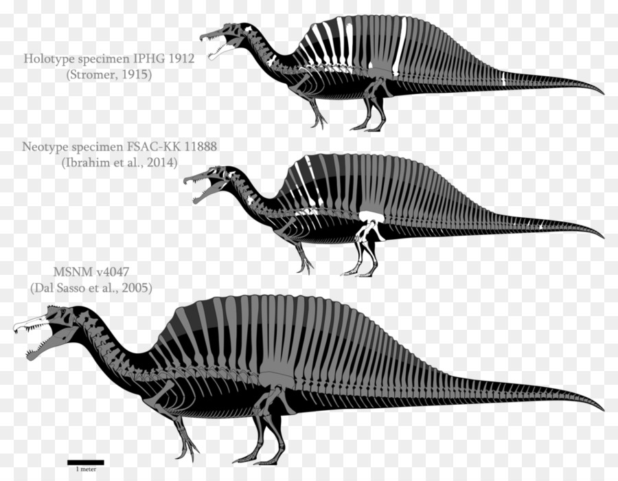 Spinosaurus，Gigantosauro PNG