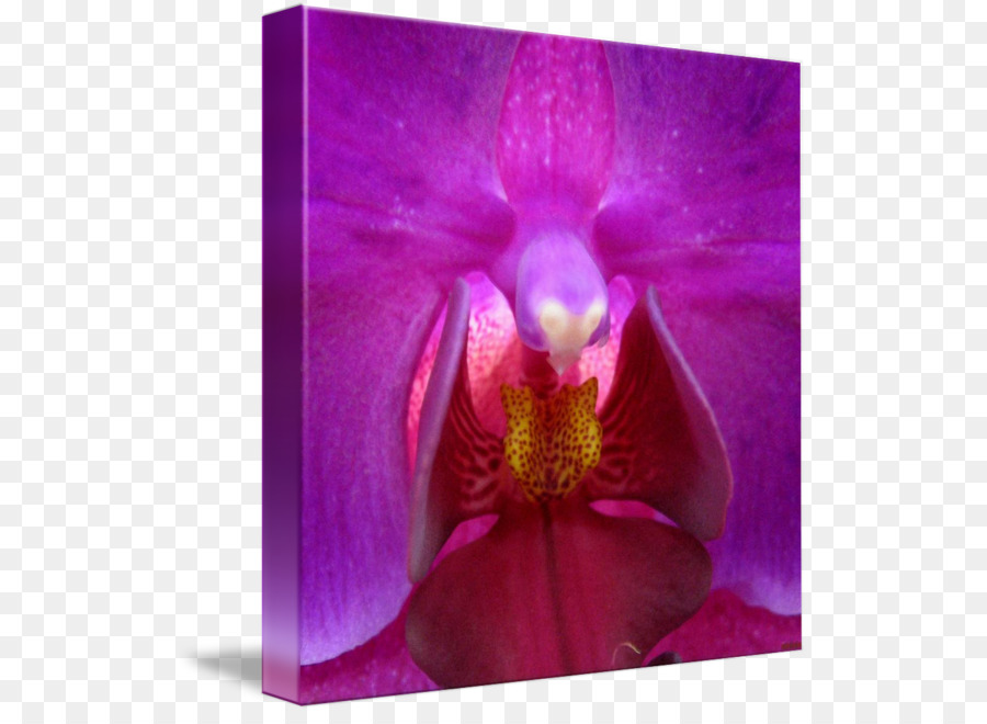 La Polilla De Las Orquídeas，Las Orquídeas PNG