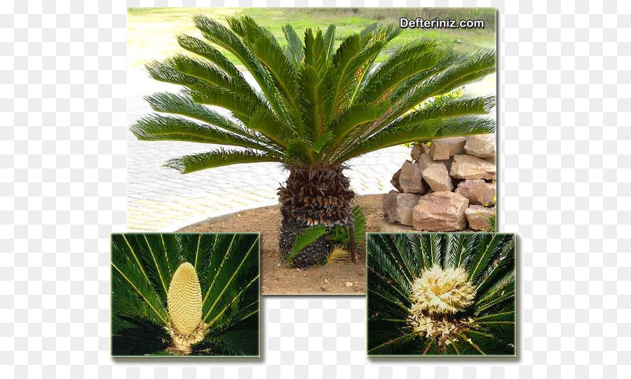 Sago Palm，Coco PNG