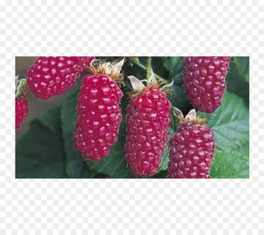 Tayberry，Loganberry PNG