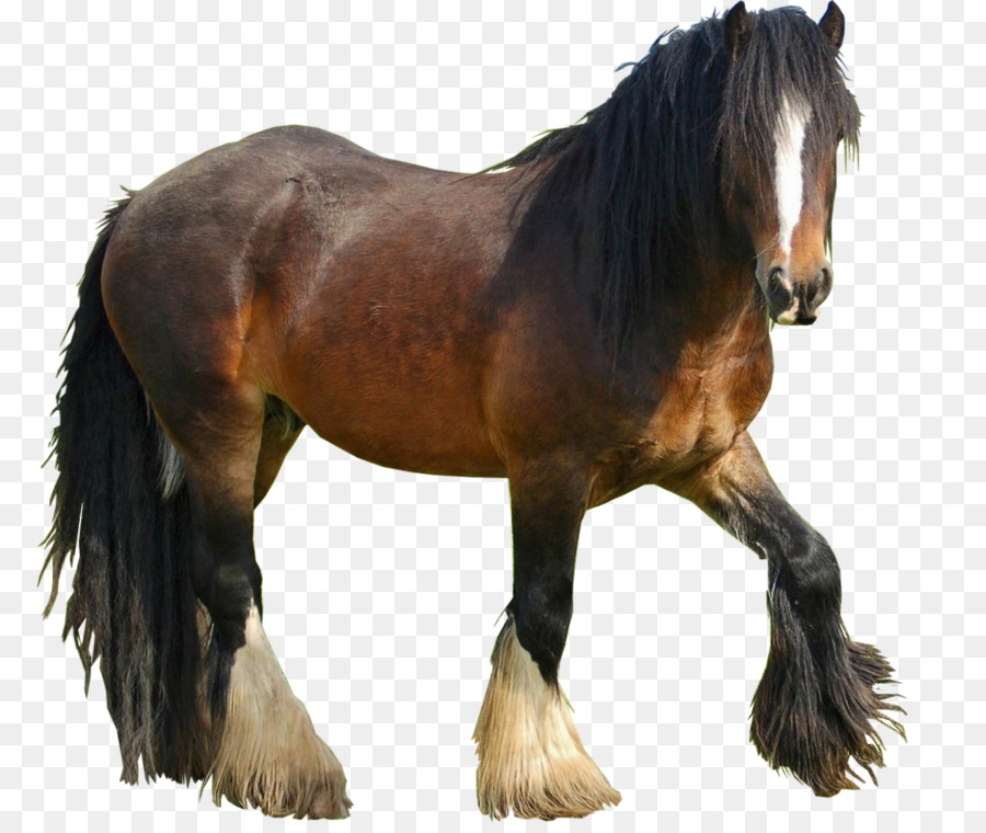 Caballo，Equino PNG