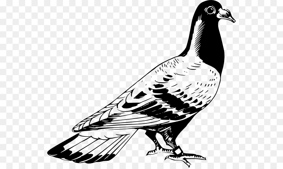 Homing Pigeon，Inglés Paloma Mensajera PNG