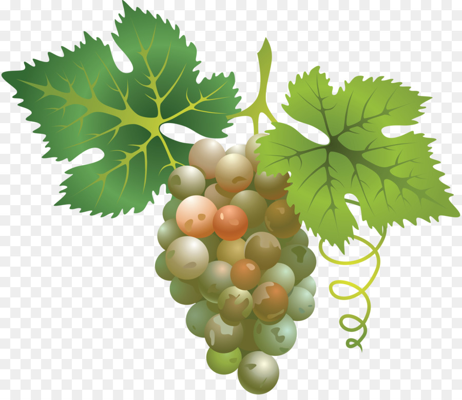 Sultana，Sauvignon Blanc PNG