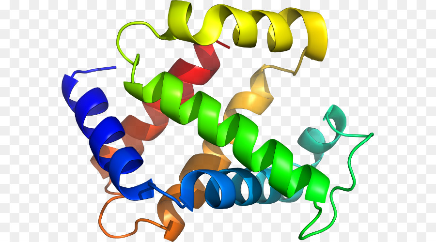 Estructura De La Proteína，Biología PNG