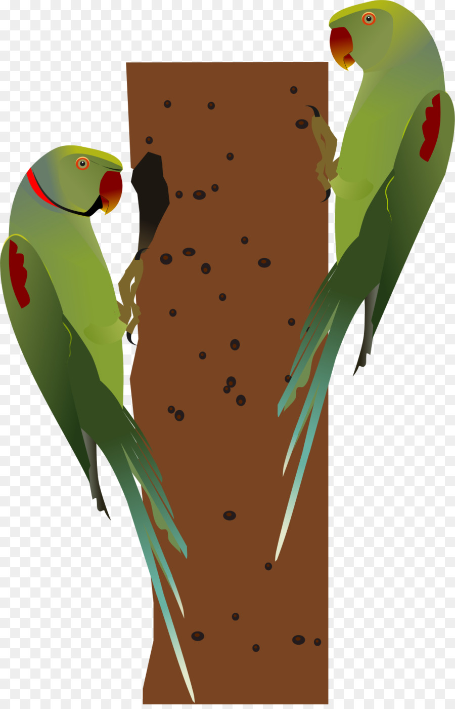 Periquito，Guacamayo PNG