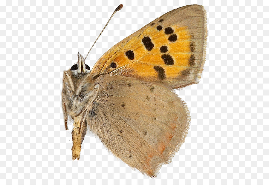 Gossamerwinged Mariposas，Brushfooted Mariposas PNG