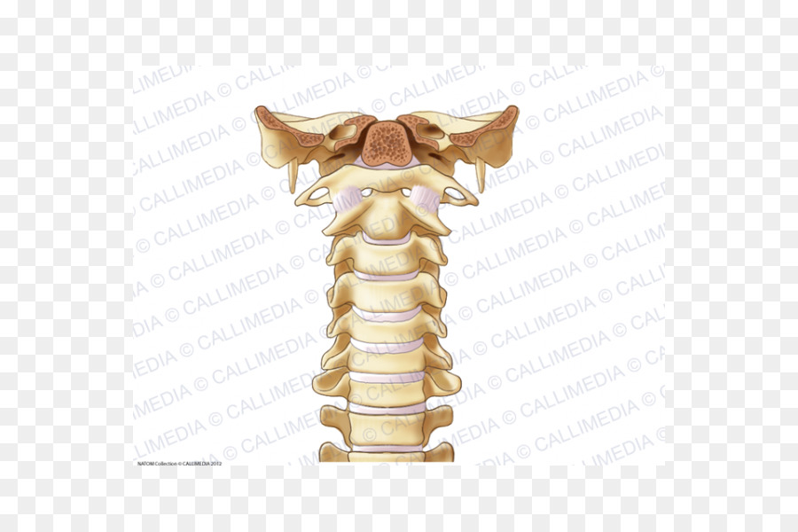 Articulación，La Columna Vertebral PNG