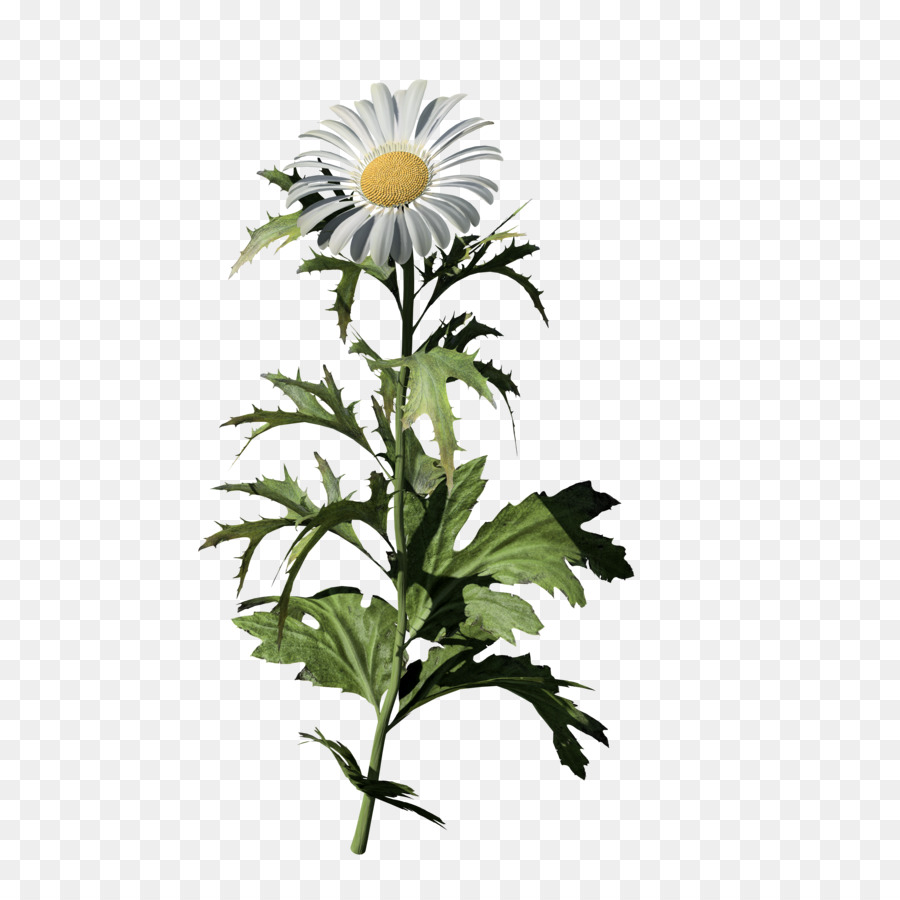 Margarita，Común Daisy PNG