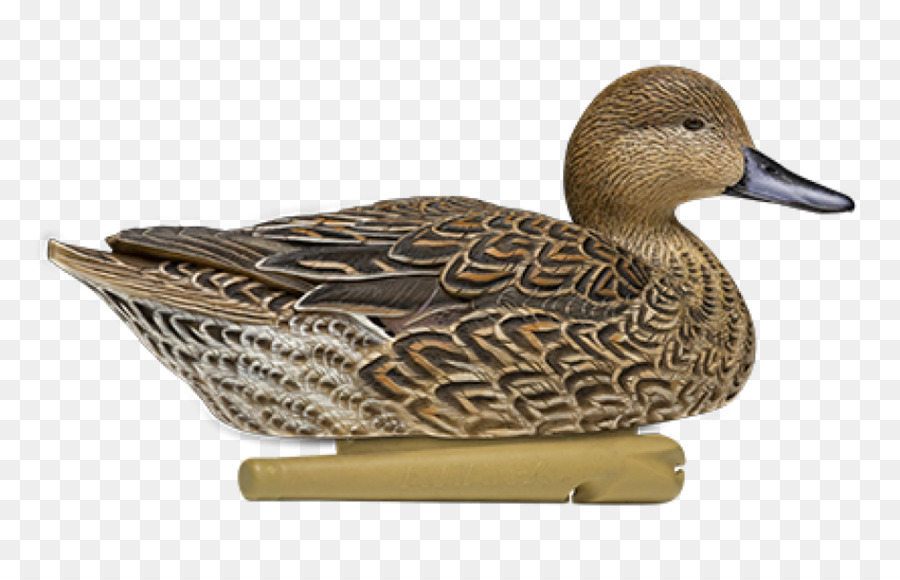 El ánade Real，Pato PNG