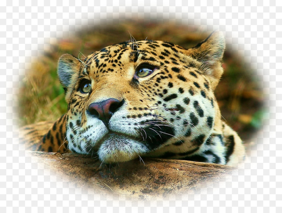 Leopardo，Manchado PNG