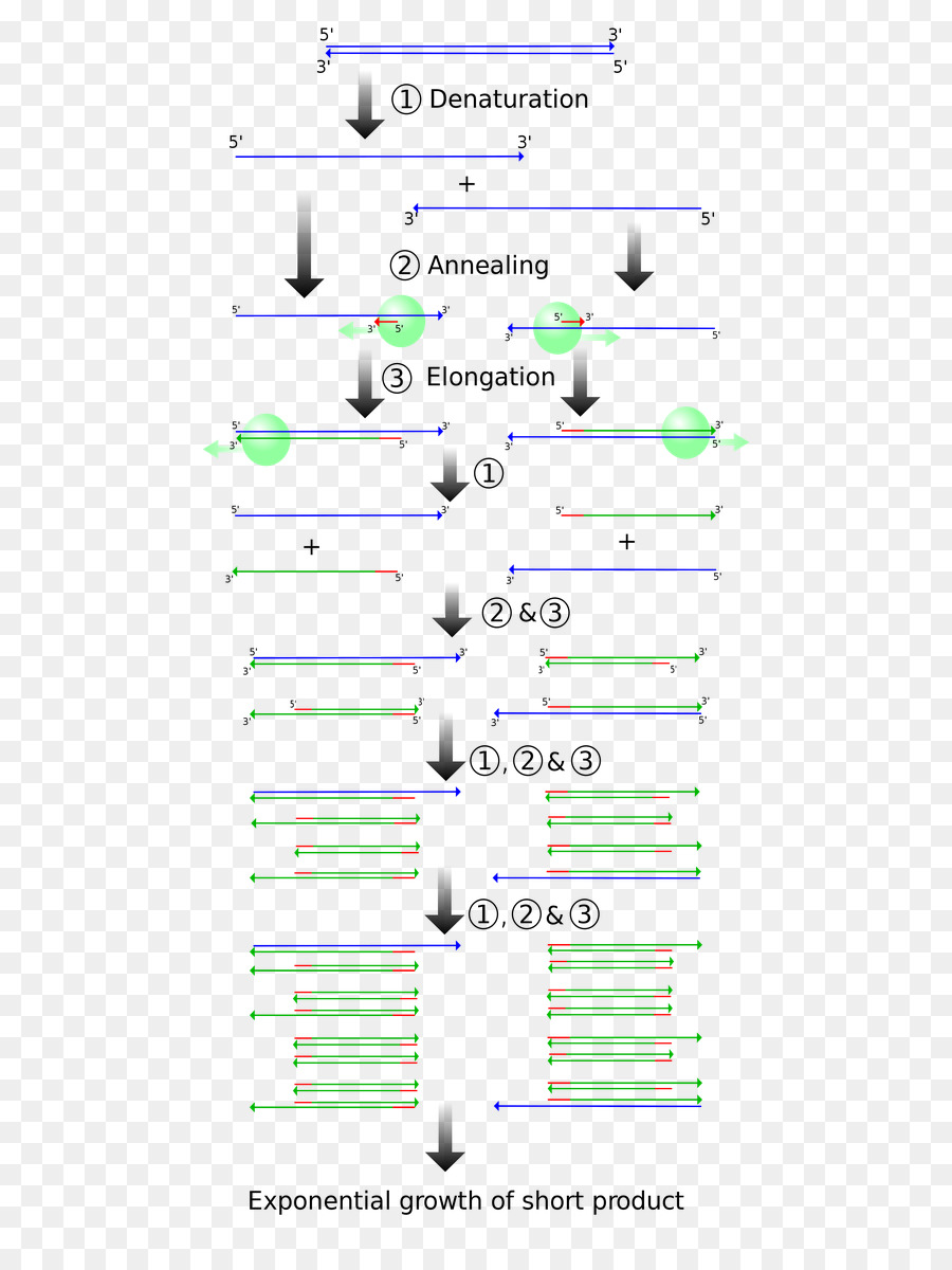 Reacción En Cadena De Polimerasa，Clonación Molecular PNG