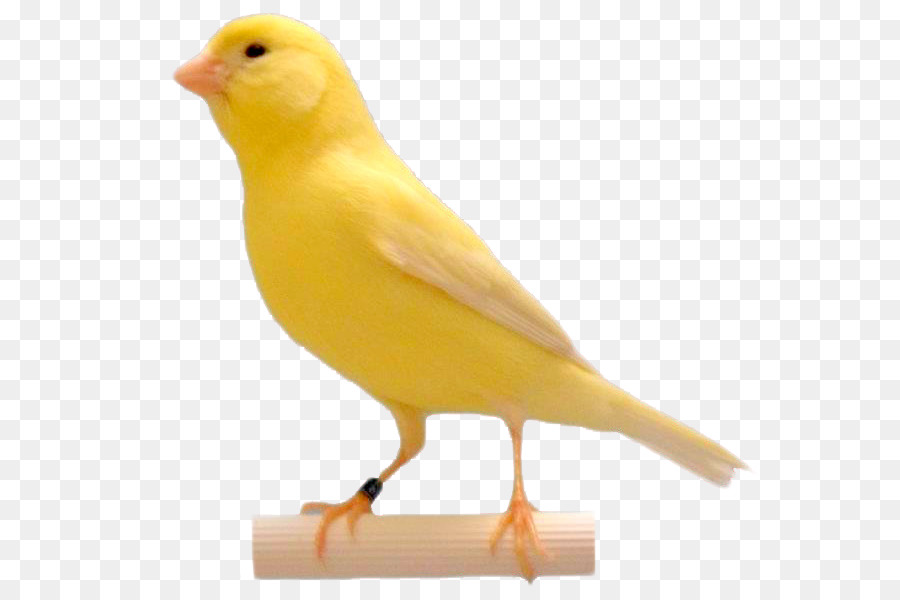 Pájaro Amarillo，Perca PNG