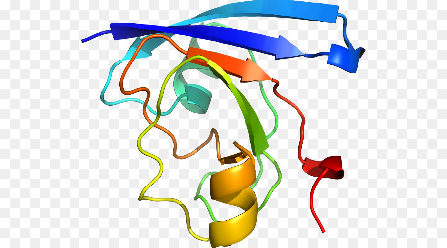 Estructura De La Proteína，Biología PNG