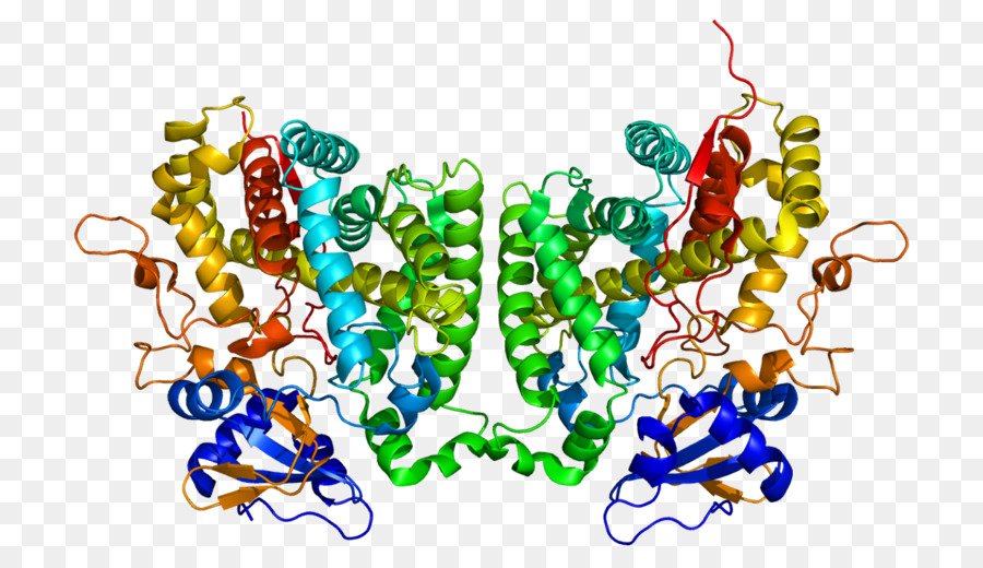 Estructura De La Proteína，Molécula PNG