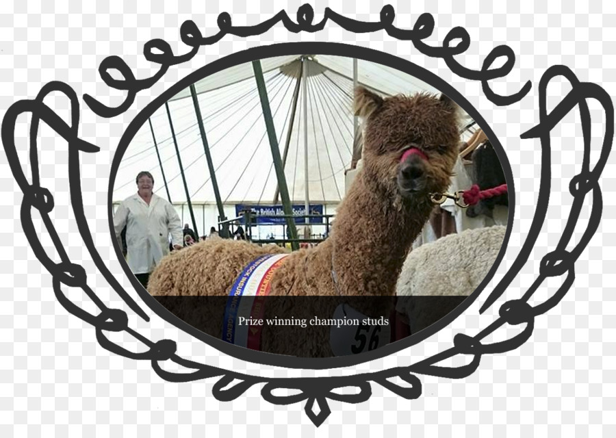 Alpaca，La Suerte De Colas Granja De Alpaca PNG