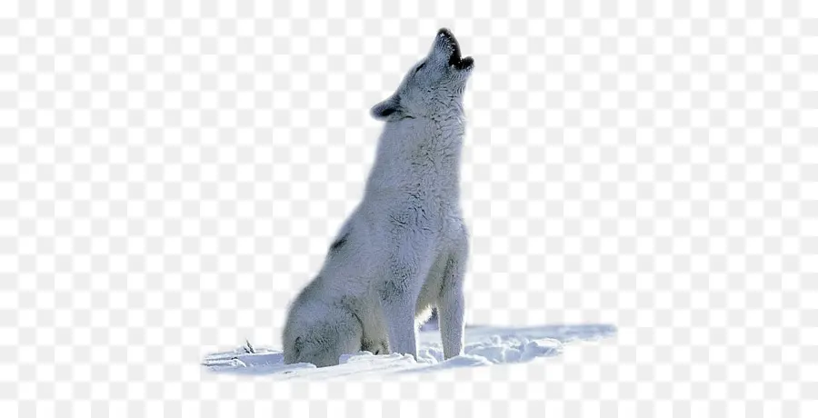 ártico，El Lobo ártico PNG