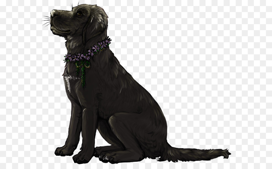 Labrador Retriever，Flatcoated Retriever PNG