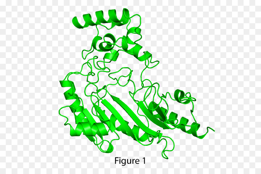 Estructura De La Proteína Verde，Biología PNG