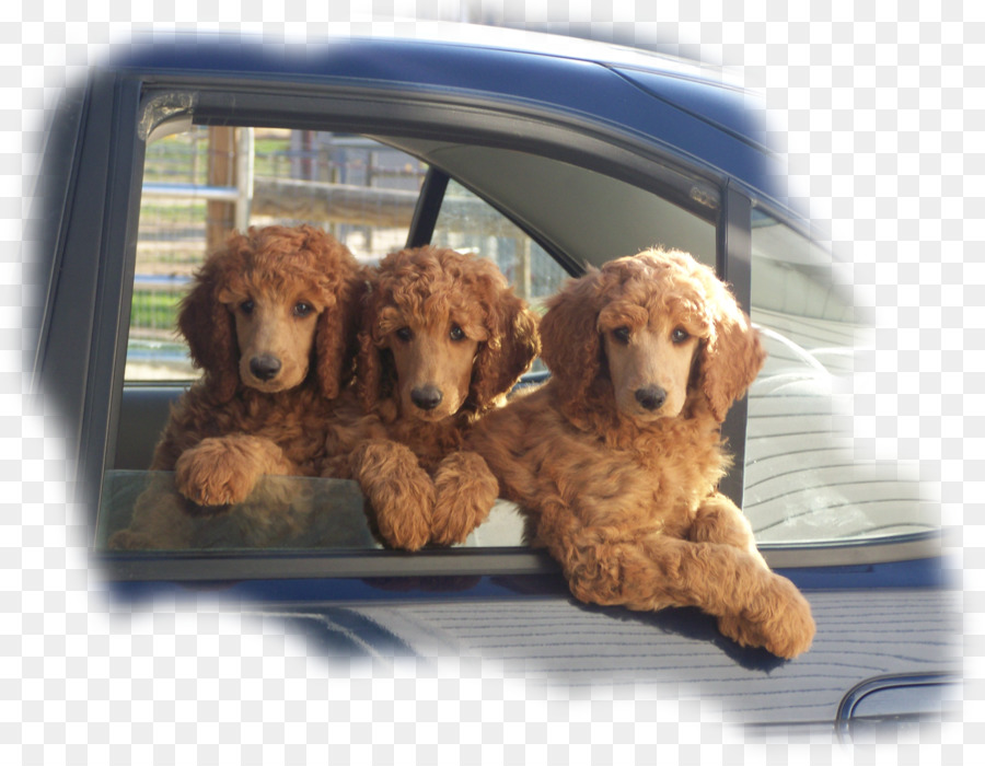 Poodle Estándar，En Miniatura Caniche PNG