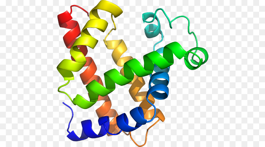 Estructura De La Proteína，Biología PNG