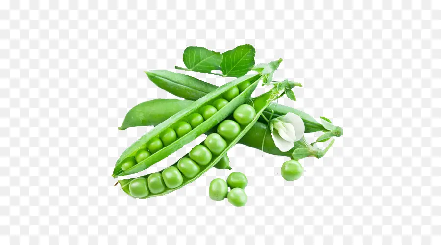 Snow Pea，Guisantes PNG