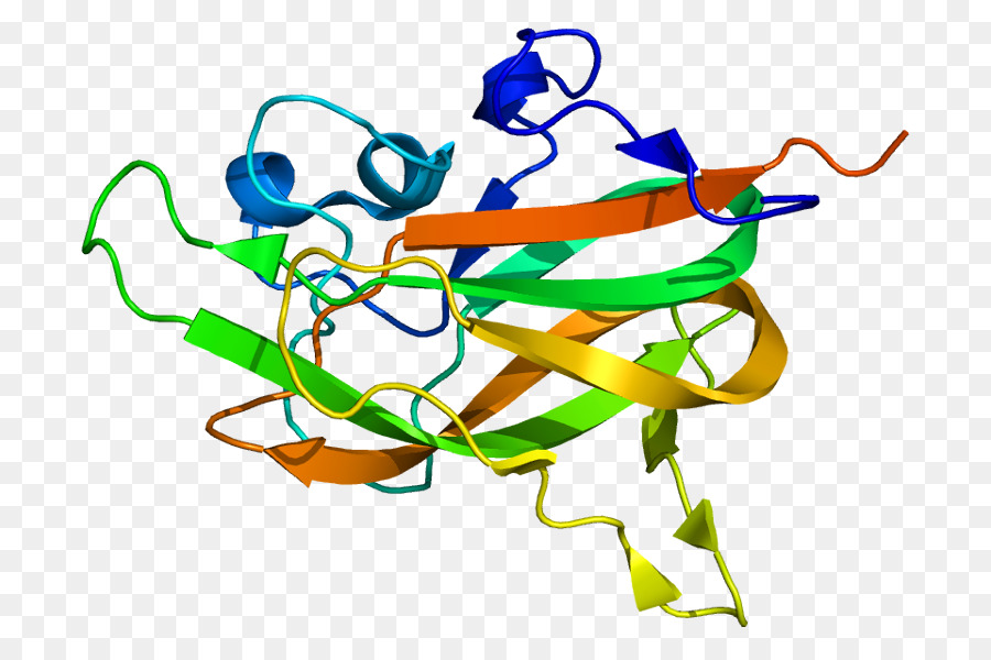 Estructura De La Proteína，Biología PNG