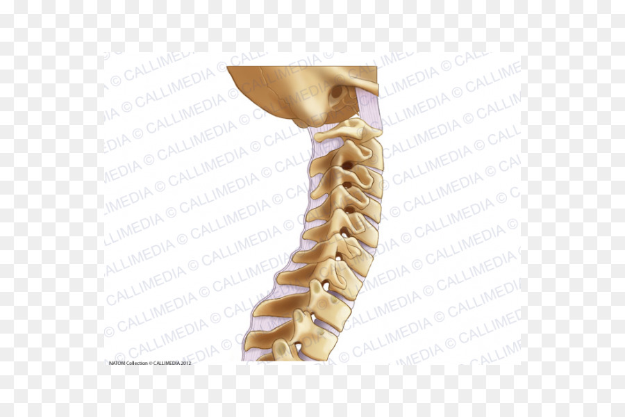 Ligamento，Vertebra Cervical PNG