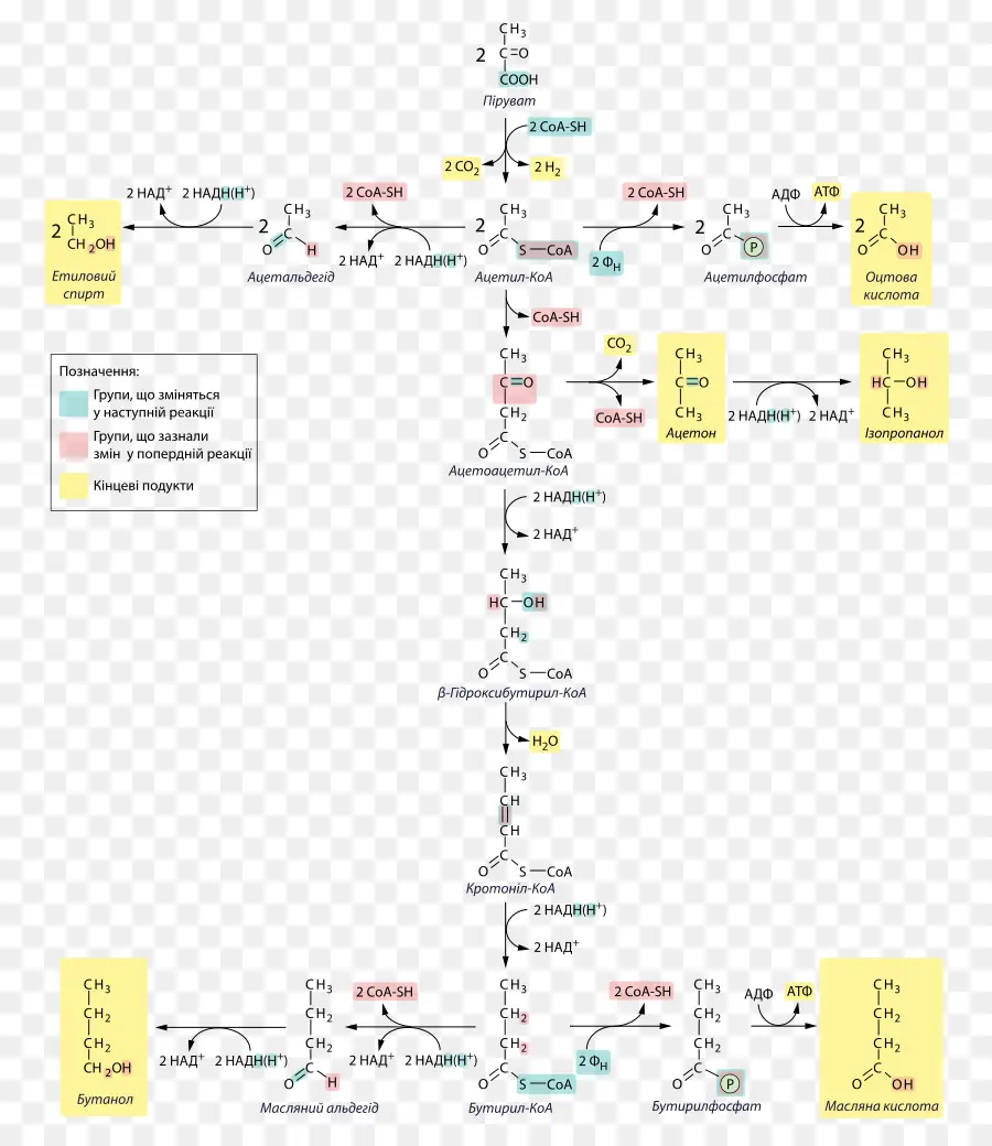 Vía Química，Metabolismo PNG