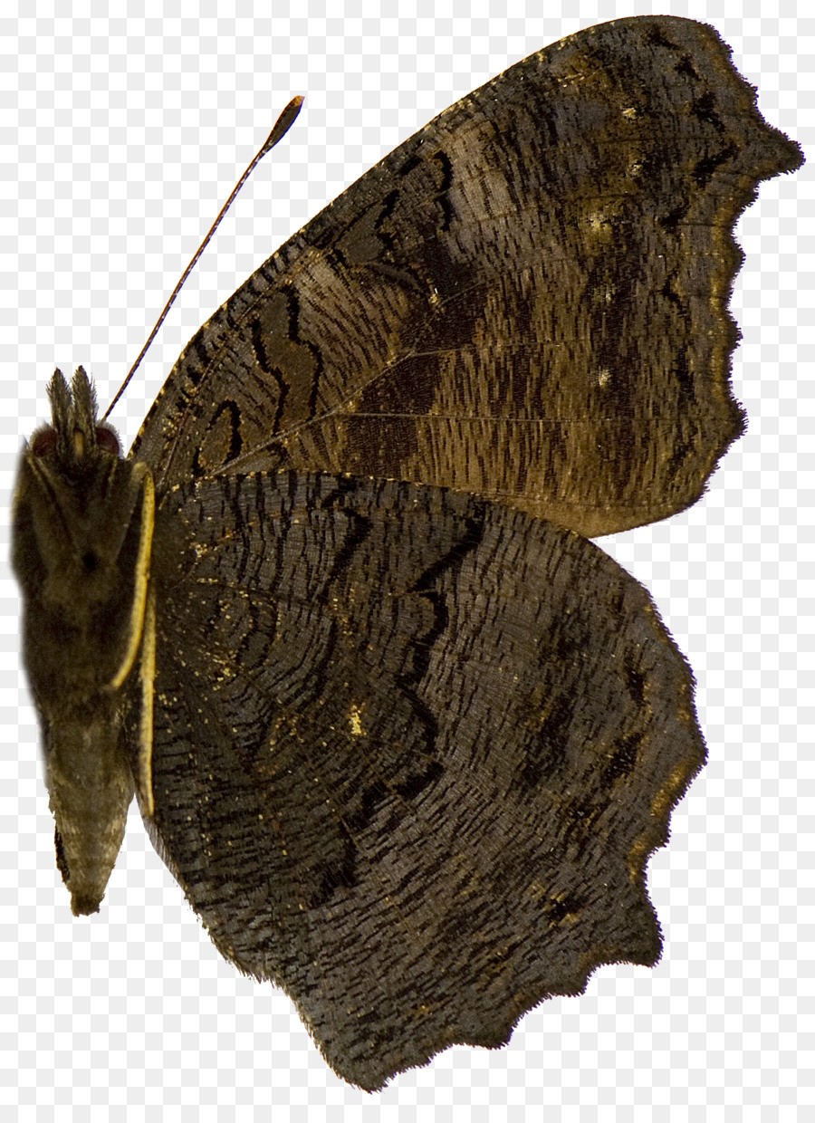 Brushfooted Mariposas，La Polilla PNG