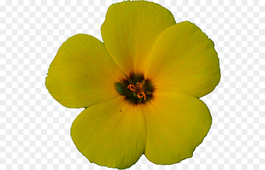 Hibisco，Planta Anual PNG