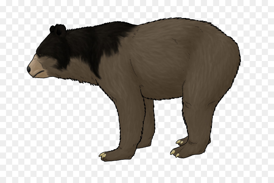 Grizzly Bear，Plioceno PNG
