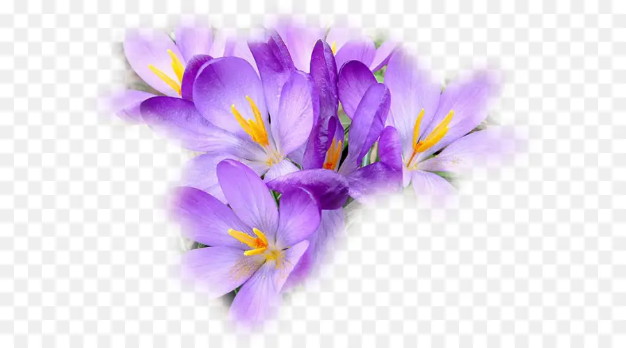 Crocus，Azafrán PNG