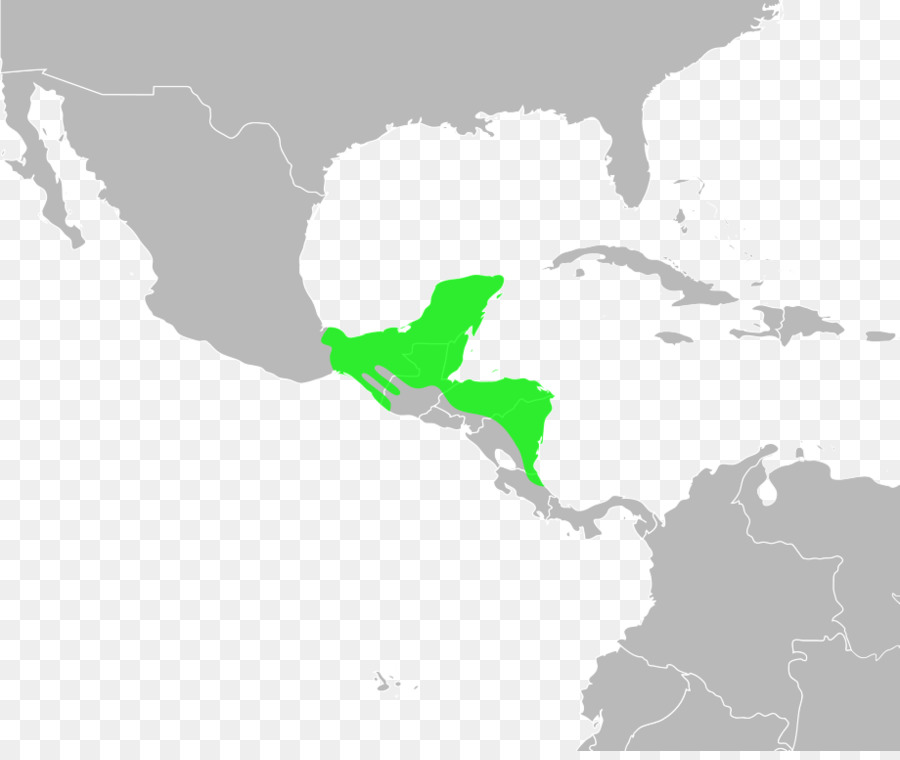 De La Costa Del Golfo De Sapo，Incilius Marmoreus PNG