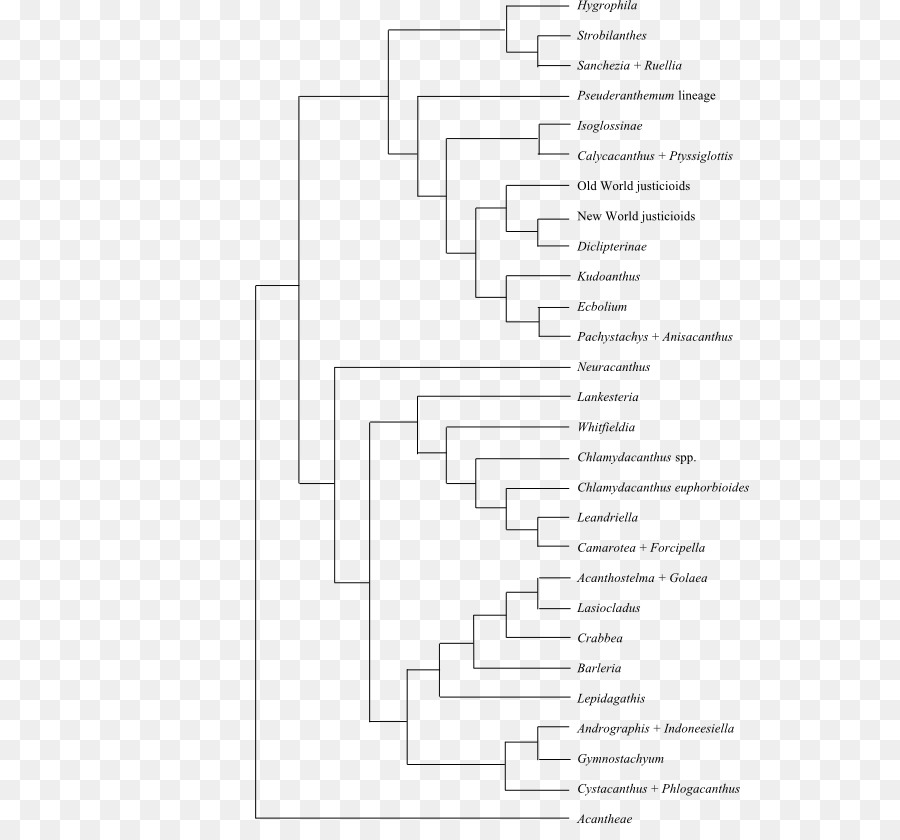 árbol Filogenético，La Filogenia PNG