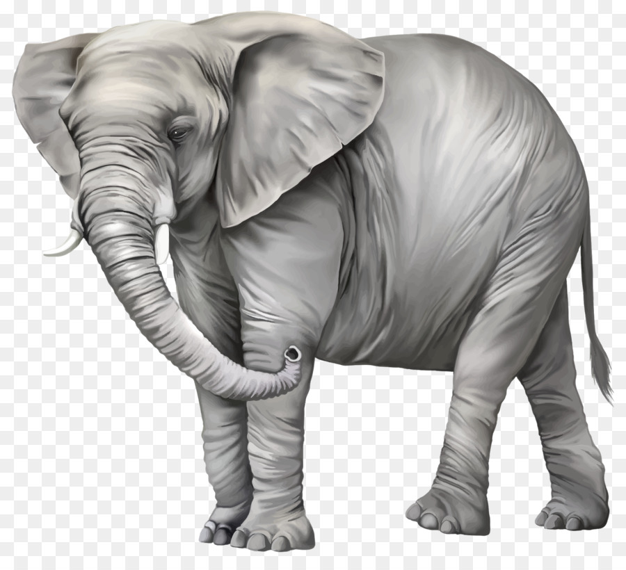 Elephantidae，Elefante Asiático PNG