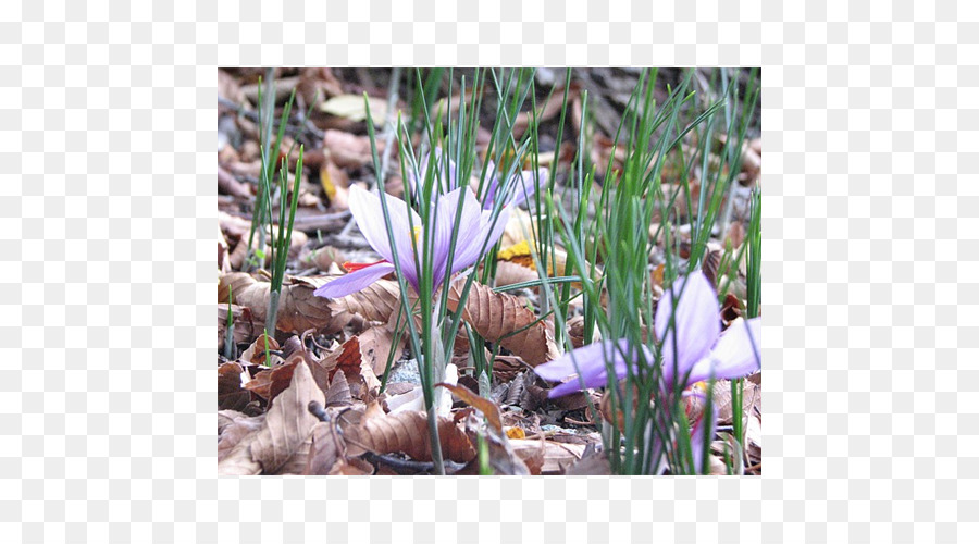 Crocus，Bulbos De Floración PNG