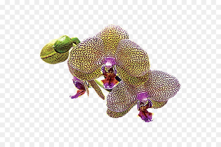 La Polilla De Las Orquídeas，Douchegordijn PNG