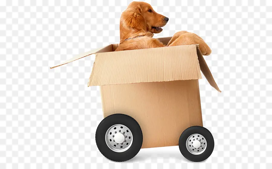 Perro En Caja，Cachorro PNG