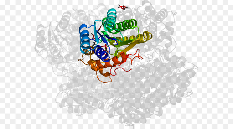 Estructura Proteica，Molécula PNG