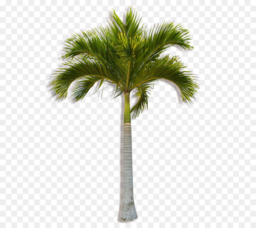 Asiático Palmira Palma Coco Arecaceae imagen png imagen transparente descarga gratuita