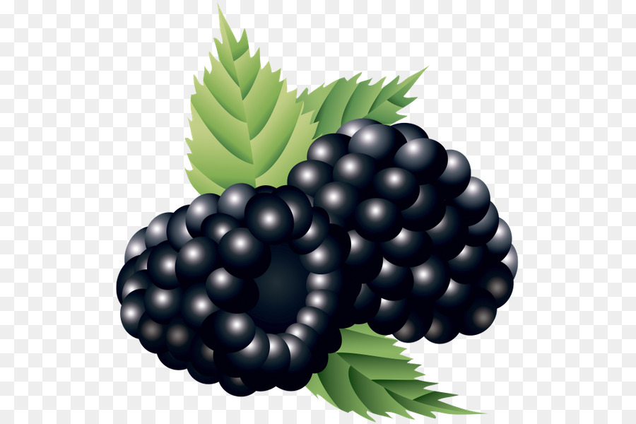 El Arándano，Boysenberry PNG